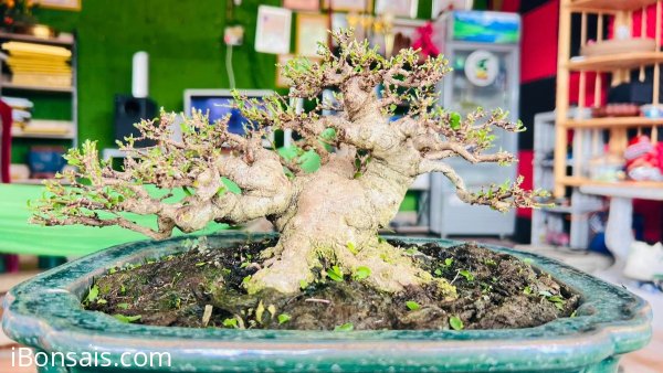 Trung nu 12cm 5cu ae chốt ib