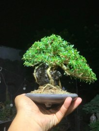 Linh sam ôm đá