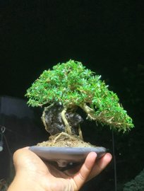 Linh sam ôm đá