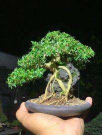 Linh sam ôm đá
