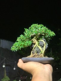 Linh sam ôm đá