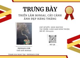 Ninh Thuan blue bell