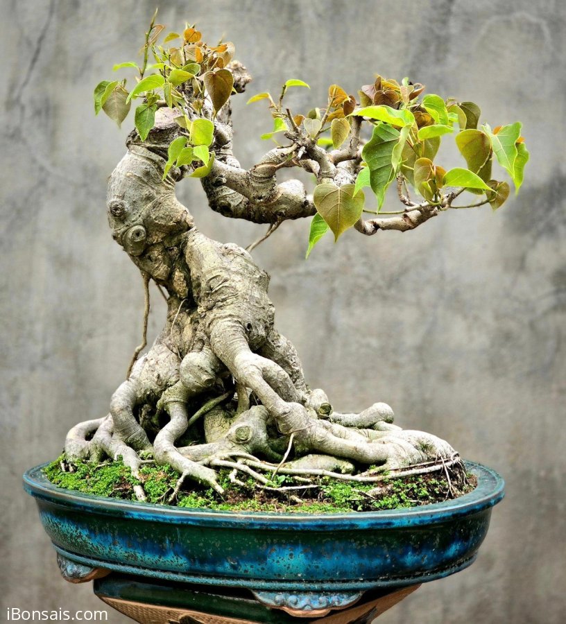 Bồ đề đọt đỏ lá nhỏ già đẹp dáng quái bệ đẹp
