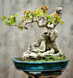 Bồ đề đọt đỏ lá nhỏ già đẹp dáng quái bệ đẹp