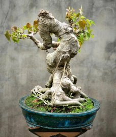 Bồ đề đọt đỏ lá nhỏ già đẹp dáng quái bệ đẹp