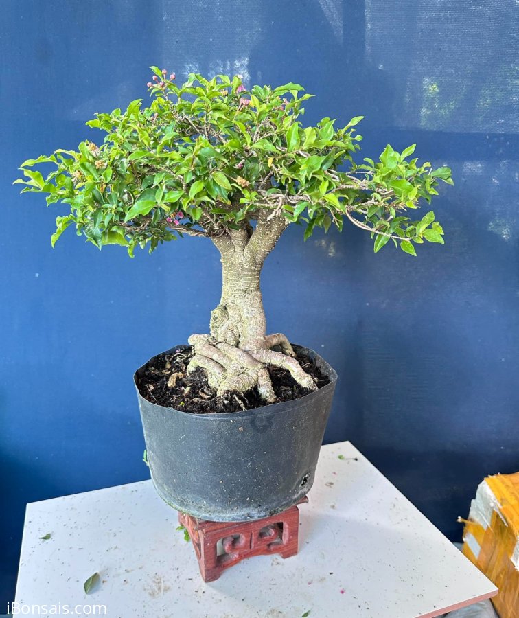Hồng ngọc mai đang hoa hoành to chà bá