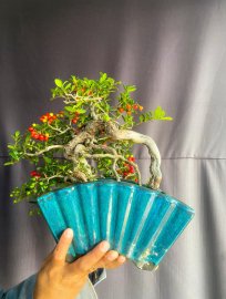 Hải châu lá nhỏ sông cầu trái đẹp ạ