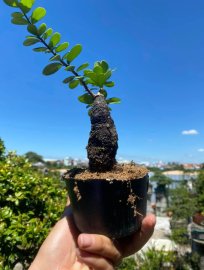 Củ châu mini lá nhỏ ạ