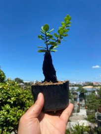 Củ châu mini lá nhỏ ạ