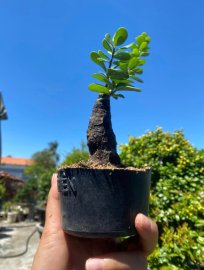 Củ châu mini lá nhỏ ạ