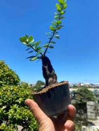 Củ châu mini lá nhỏ ạ