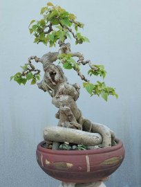 Bồ đề Bình Định