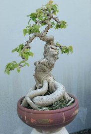 Bồ đề Bình Định