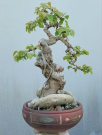 Bồ đề Bình Định