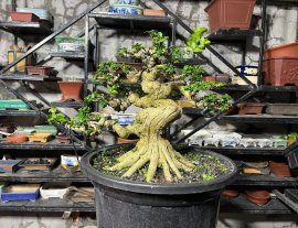 Premna bonsai tree