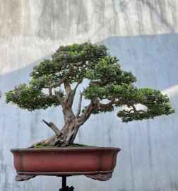 Con hàng linh sam tồn kho lâu năm, sông hinh zin lũa thép zin