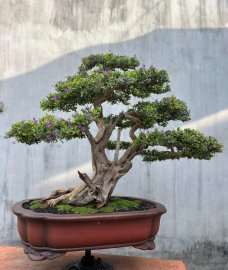 Con hàng linh sam tồn kho lâu năm, sông hinh zin lũa thép zin