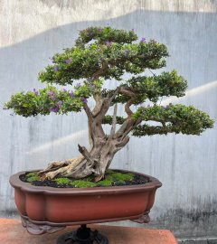 Con hàng linh sam tồn kho lâu năm, sông hinh zin lũa thép zin