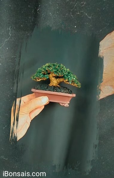 Bonsai mini