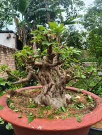 Vườn em dọn bớt tầm 10 cây trung