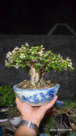 Ôrô lên chậu full hoa