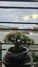 Ôrô lên chậu full hoa