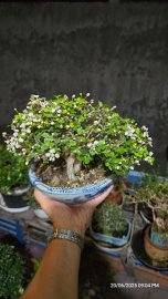 Ôrô lên chậu full hoa