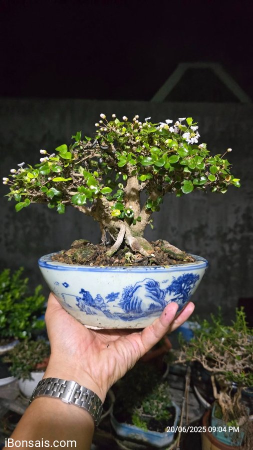 Ôrô lên chậu full hoa