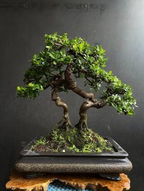 Scopolia nana bonsai artwork
