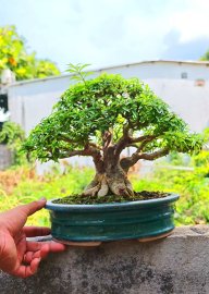 Mai chiếu thủy
