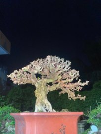 Antidesma acidum mini tree
