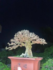 Antidesma acidum mini tree