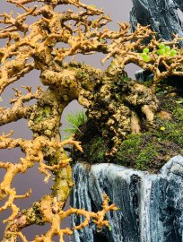 Antidesma acidum bonsai artwork