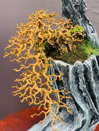 Antidesma acidum bonsai artwork