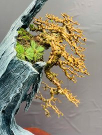 Antidesma acidum bonsai artwork