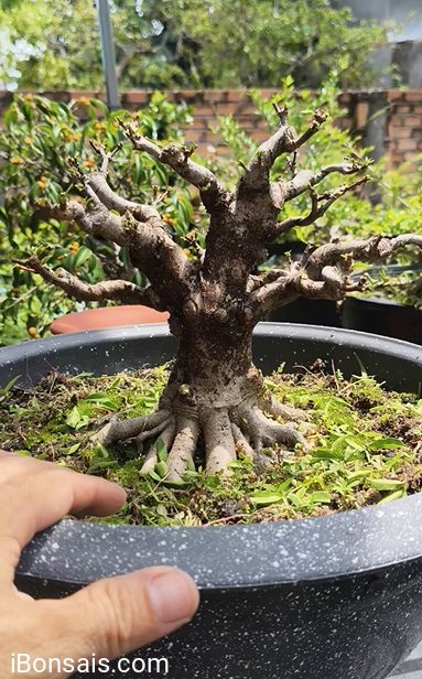 Mai chiếu thủy lá to..