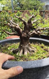 Water Jasmine tree