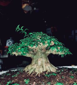 Mai chiếu thủy