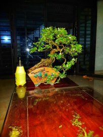 Orange jasmine tree
