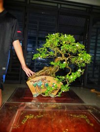 Orange jasmine tree