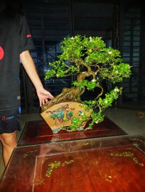Orange jasmine tree