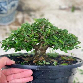 Blue bell mini tree