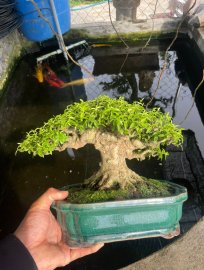 Water Jasmine tree