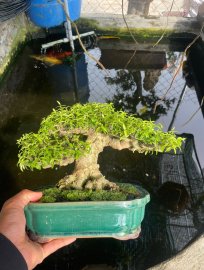 Water Jasmine tree