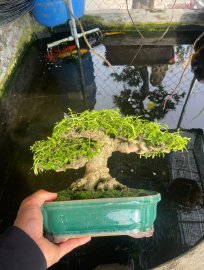 Water Jasmine tree
