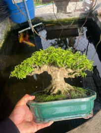 Water Jasmine tree