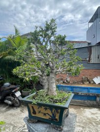 Scopolia nana tree 