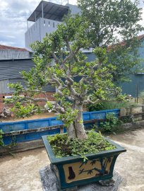 Scopolia nana tree 