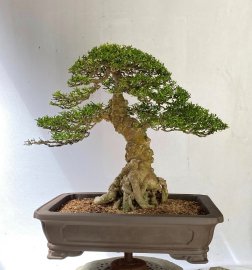 Bonsai Dáng trực