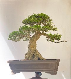 Informal upstraight bonsai tree